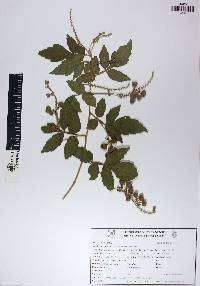 Paullinia tomentosa image