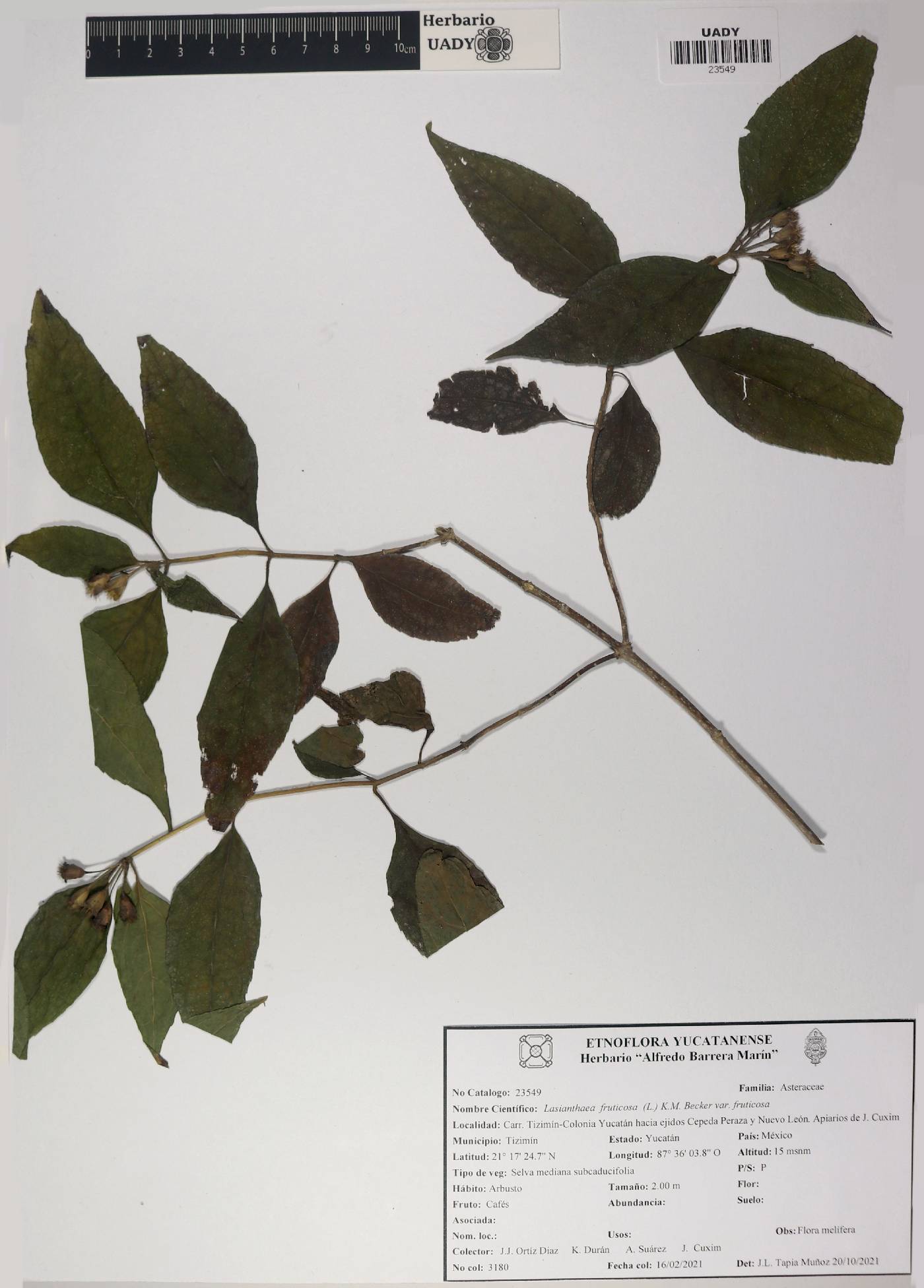 Lasianthaea fruticosa var. fruticosa image