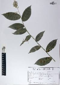 Lasiacis ruscifolia var. ruscifolia image