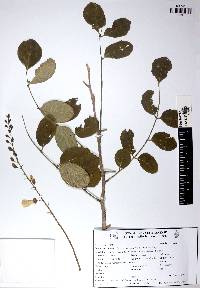 Image of Gliricidia maculata