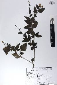 Celosia nitida image