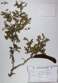 Ebenopsis ebano image