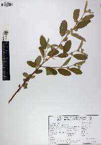 Waltheria indica image