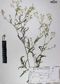 Parthenium hysterophorus image