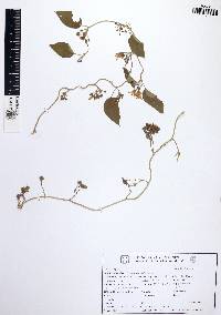 Convolvulus nodiflorus image