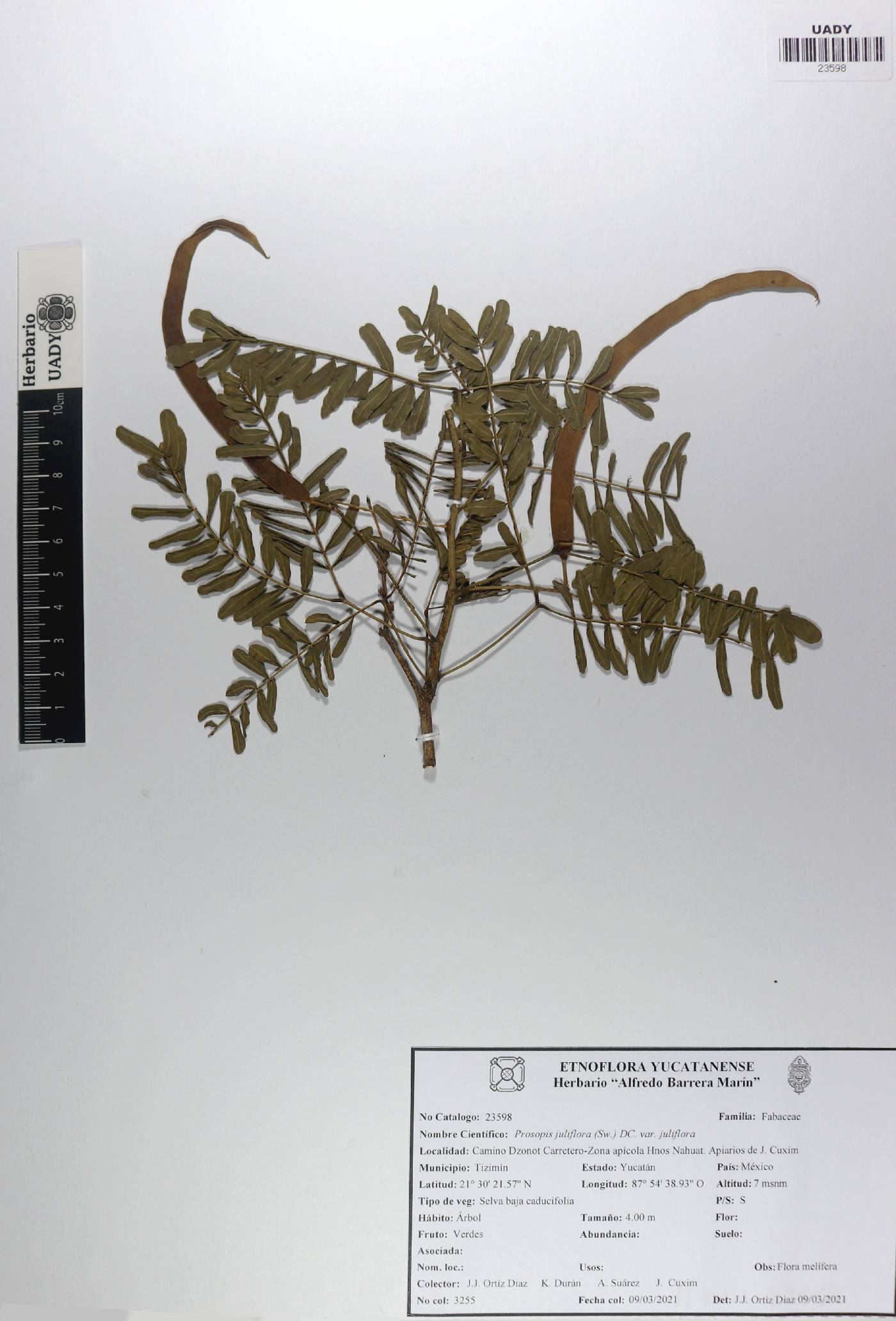 Prosopis juliflora var. juliflora image