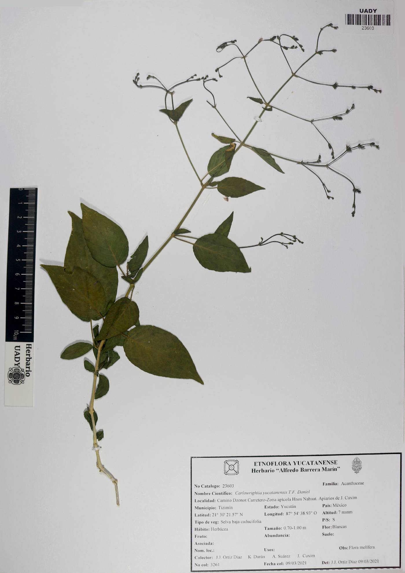 Carlowrightia yucatanensis image
