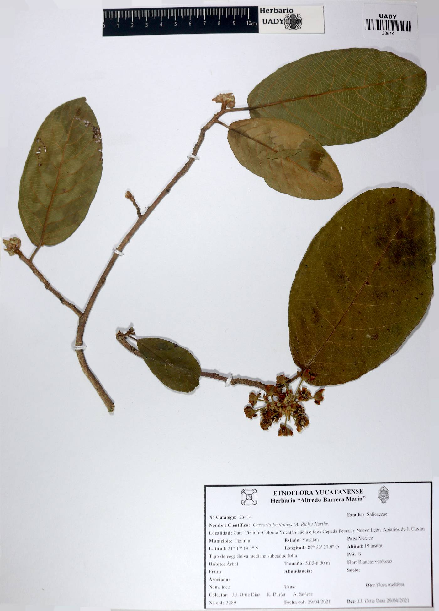 Casearia commersoniana image