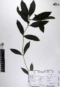 Morinda umbellata image