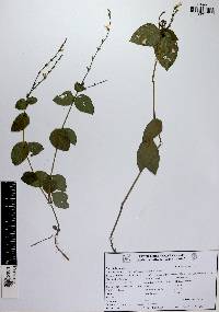 Stenandrium subcordatum image