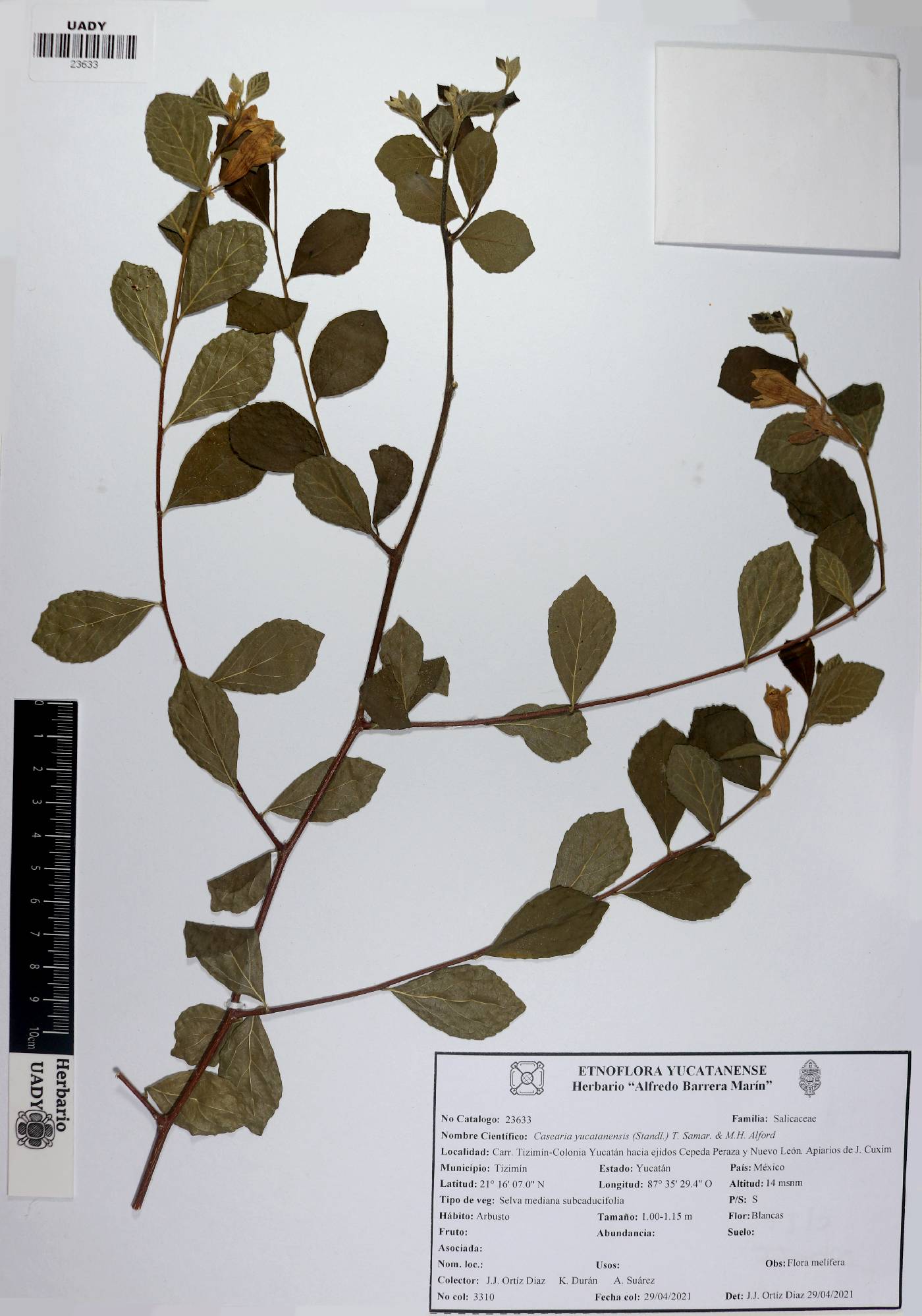 Casearia yucatanensis image