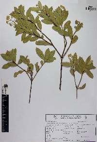 Bonellia albiflora image