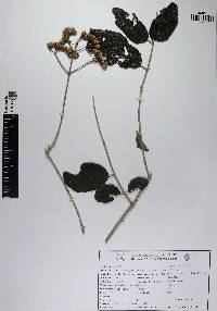 Otopappus guatemalensis image
