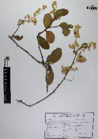 Gymnopodium floribundum image