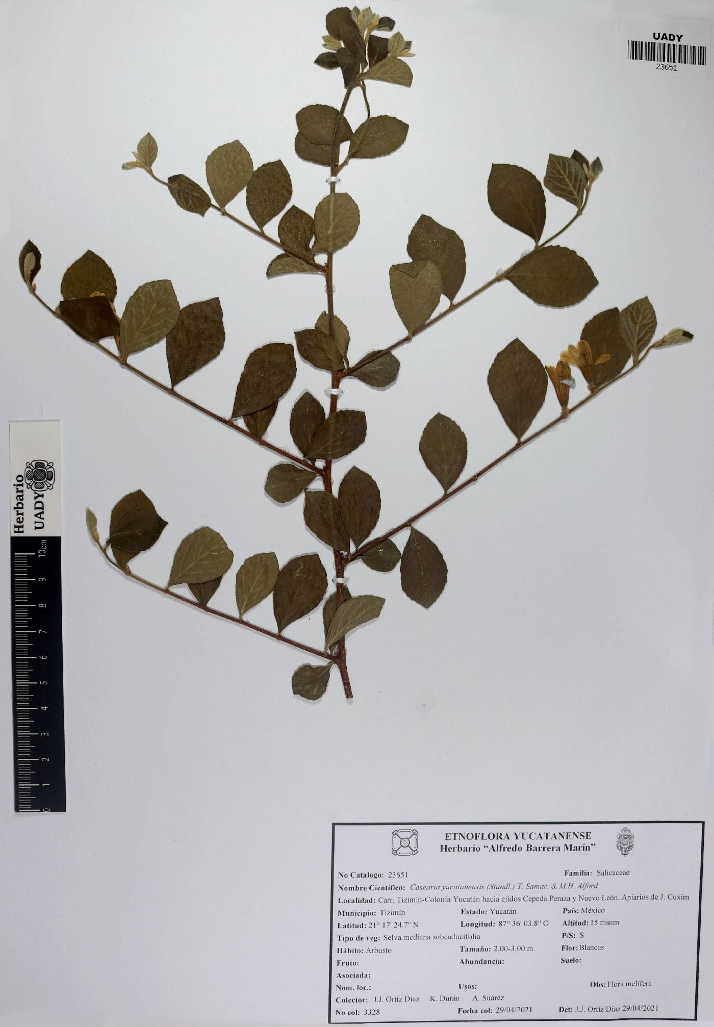 Casearia yucatanensis image