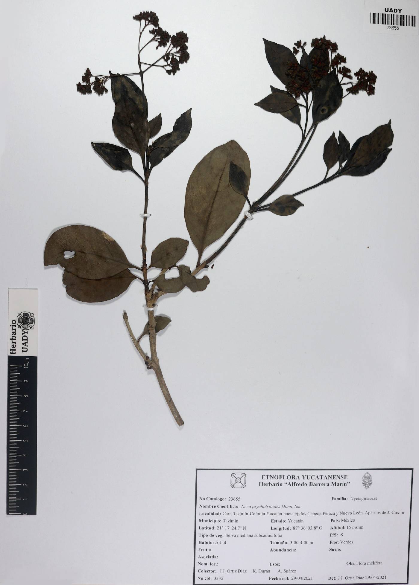 Neea psychotrioides image