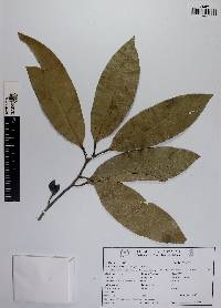 Rourea glabra image