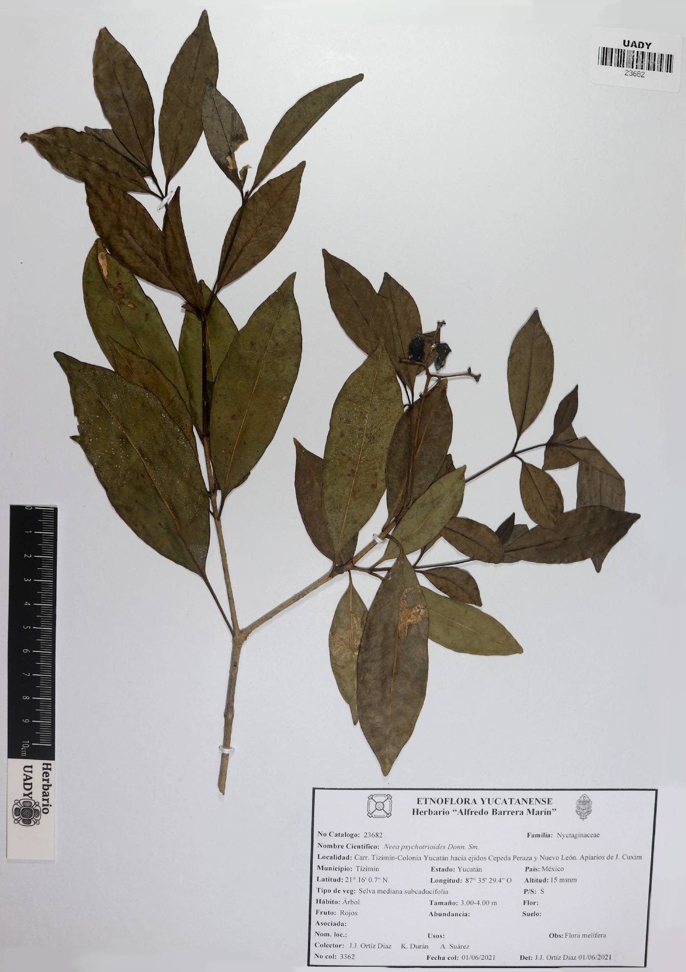 Neea psychotrioides image