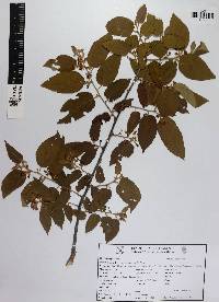 Guazuma ulmifolia image