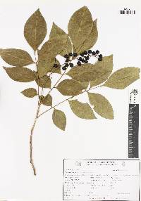 Picramnia teapensis image