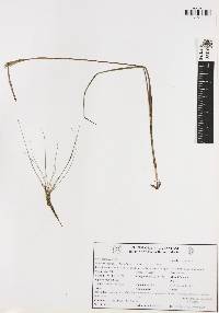 Rhynchospora nitens image