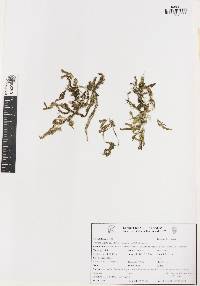 Rotala mexicana image