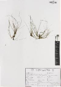 Eleocharis atropurpurea image