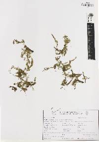 Rotala mexicana image