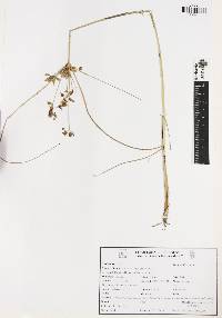 Cyperus aggregatus image