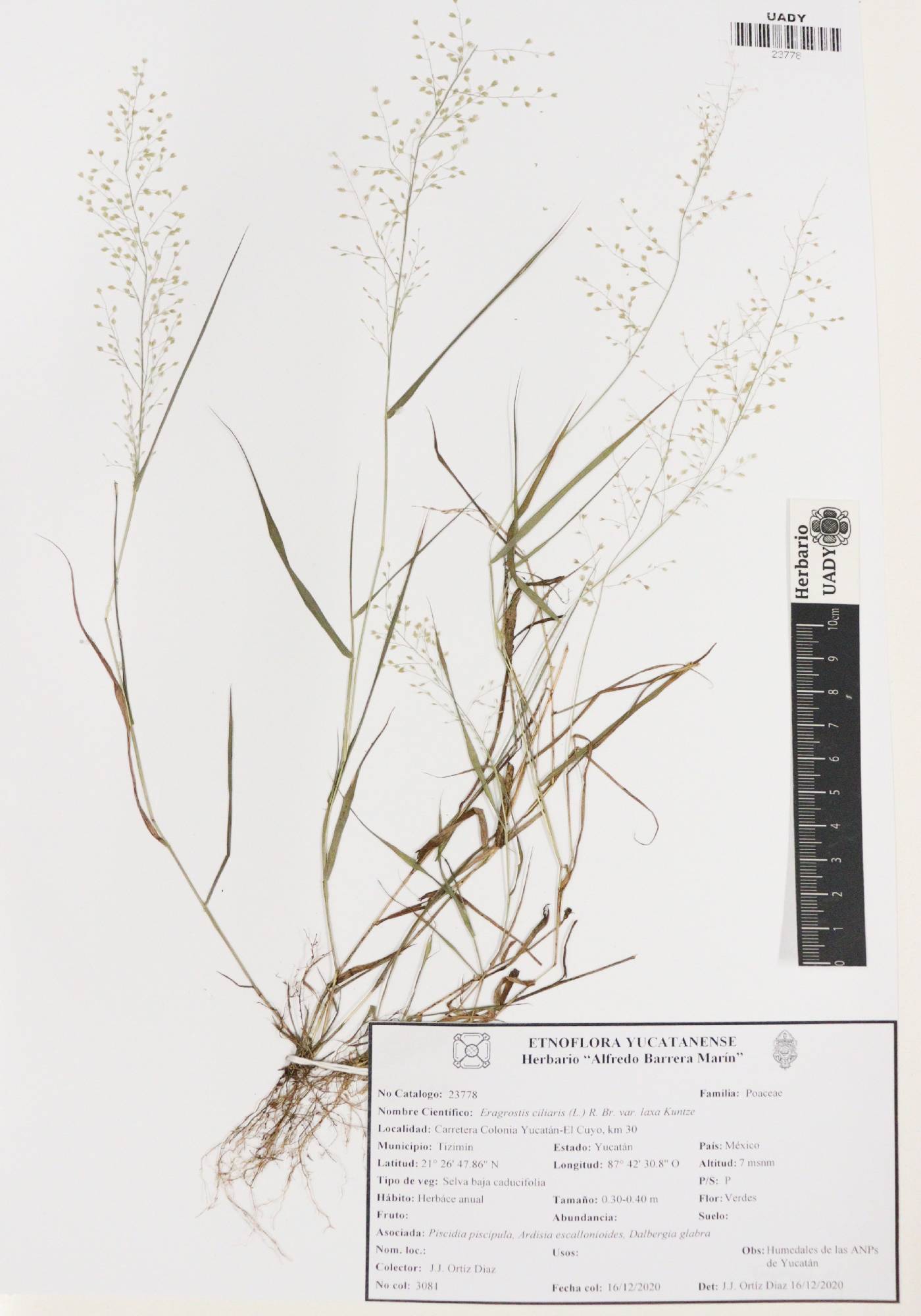 Eragrostis ciliaris var. laxa image