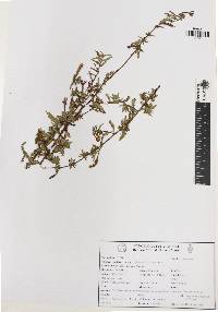 Ludwigia nervosa image