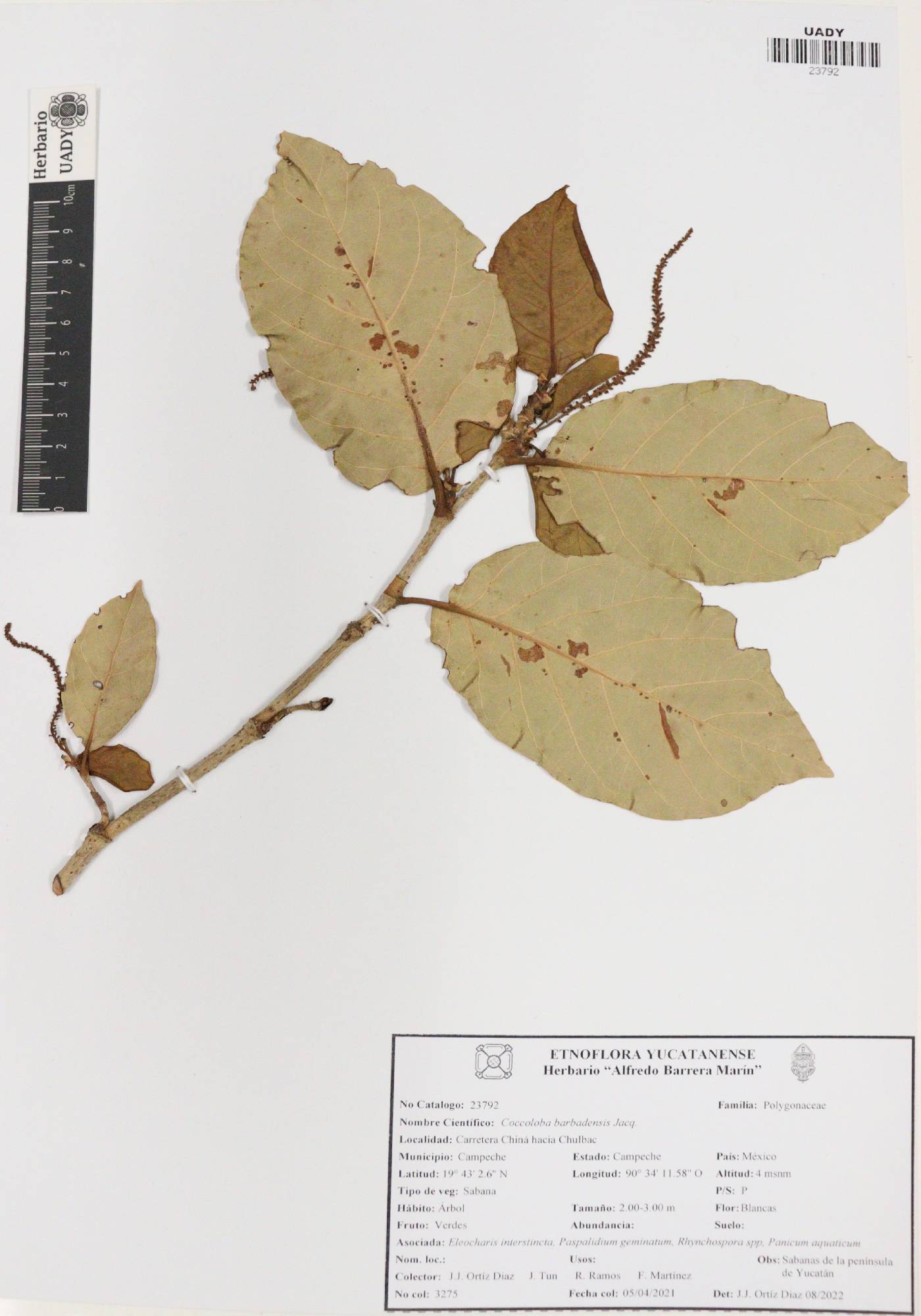 Coccoloba barbadensis image