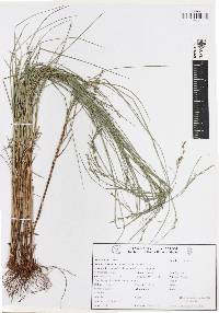 Scleria lithosperma image