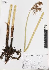 Cyperus articulatus image