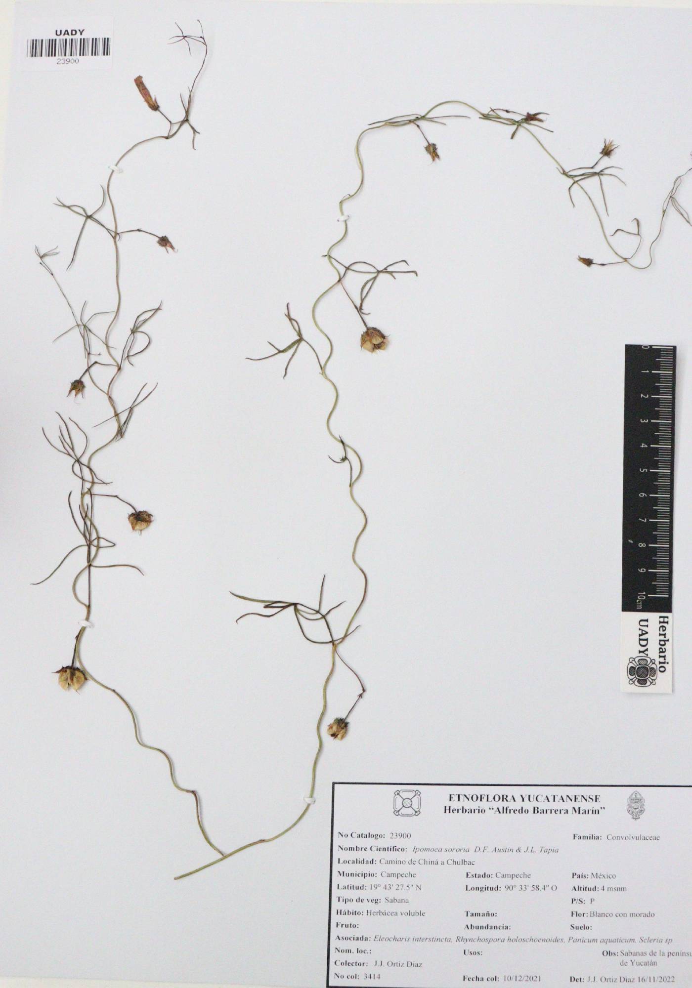 Ipomoea sororia image