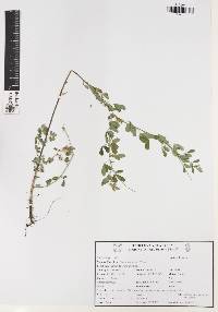 Crotalaria pumila image