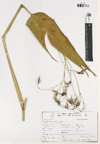 Thalia geniculata image