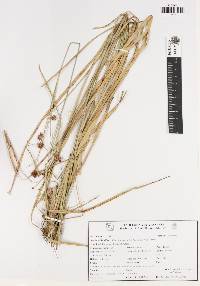 Rhynchospora holoschoenoides image