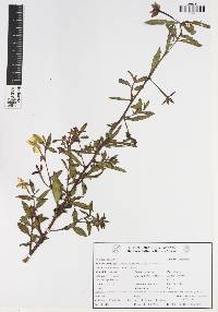 Ludwigia octovalvis image