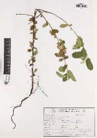 Waltheria rotundifolia image