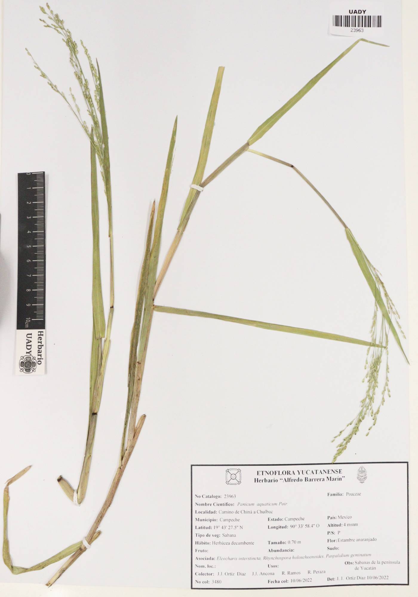 Panicum aquaticum image