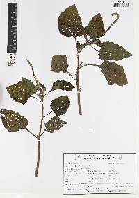 Heliotropium indicum image