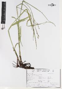 Scleria lithosperma image