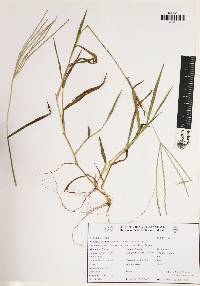 Digitaria ciliaris image