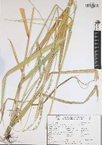 Urochloa brizantha image