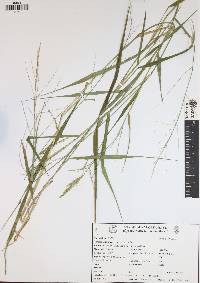 Panicum laxum image