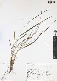 Paspalum blodgettii image