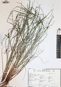 Scleria lithosperma image