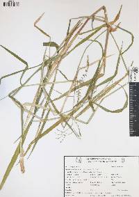 Urochloa reptans image