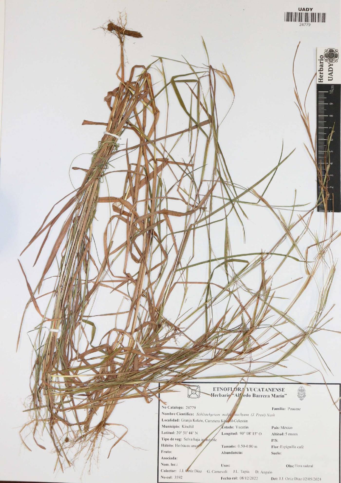 Schizachyrium malacostachyum image